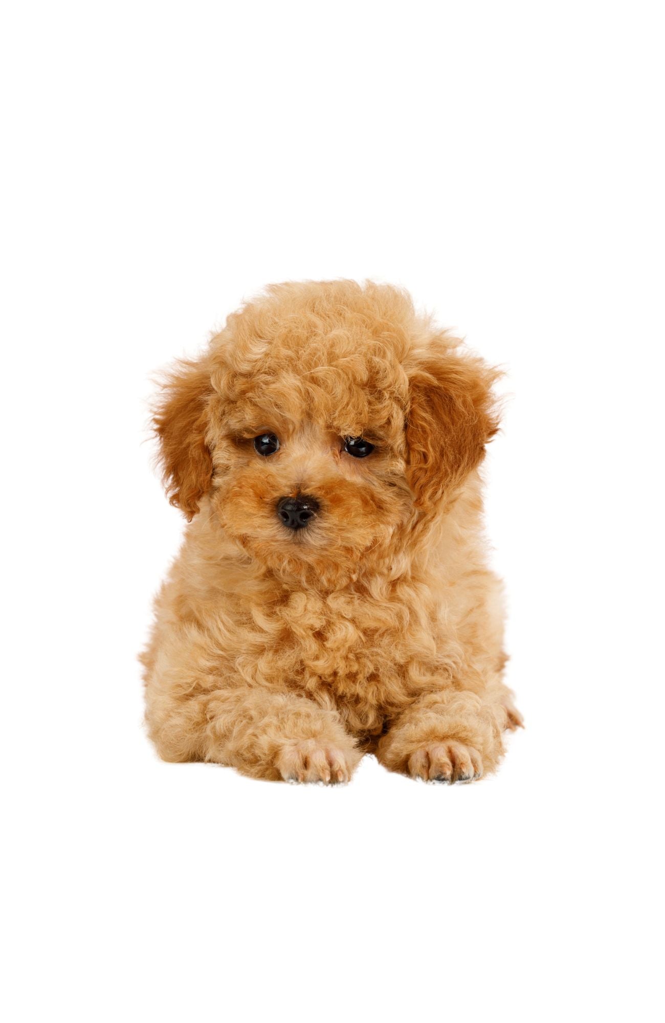 Poodle Mini Toy