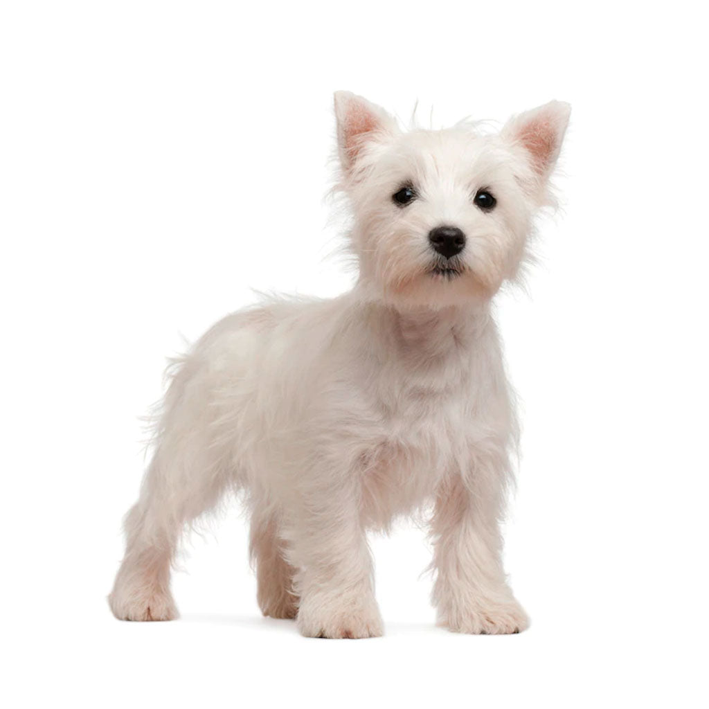 West Highland Terrier "Westie"