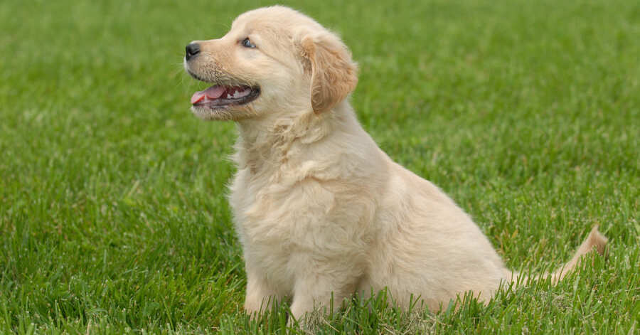 Golden Retriever de Alta Calidad Disponibles en Colombia