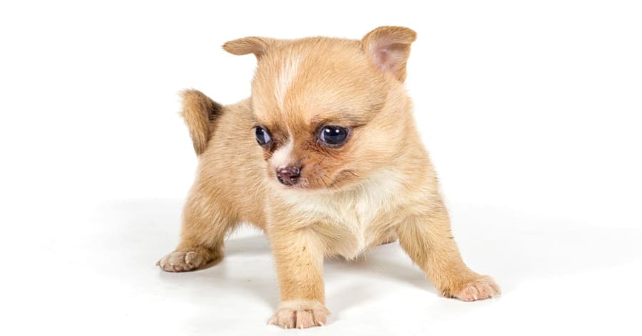Chiuhahua Mini