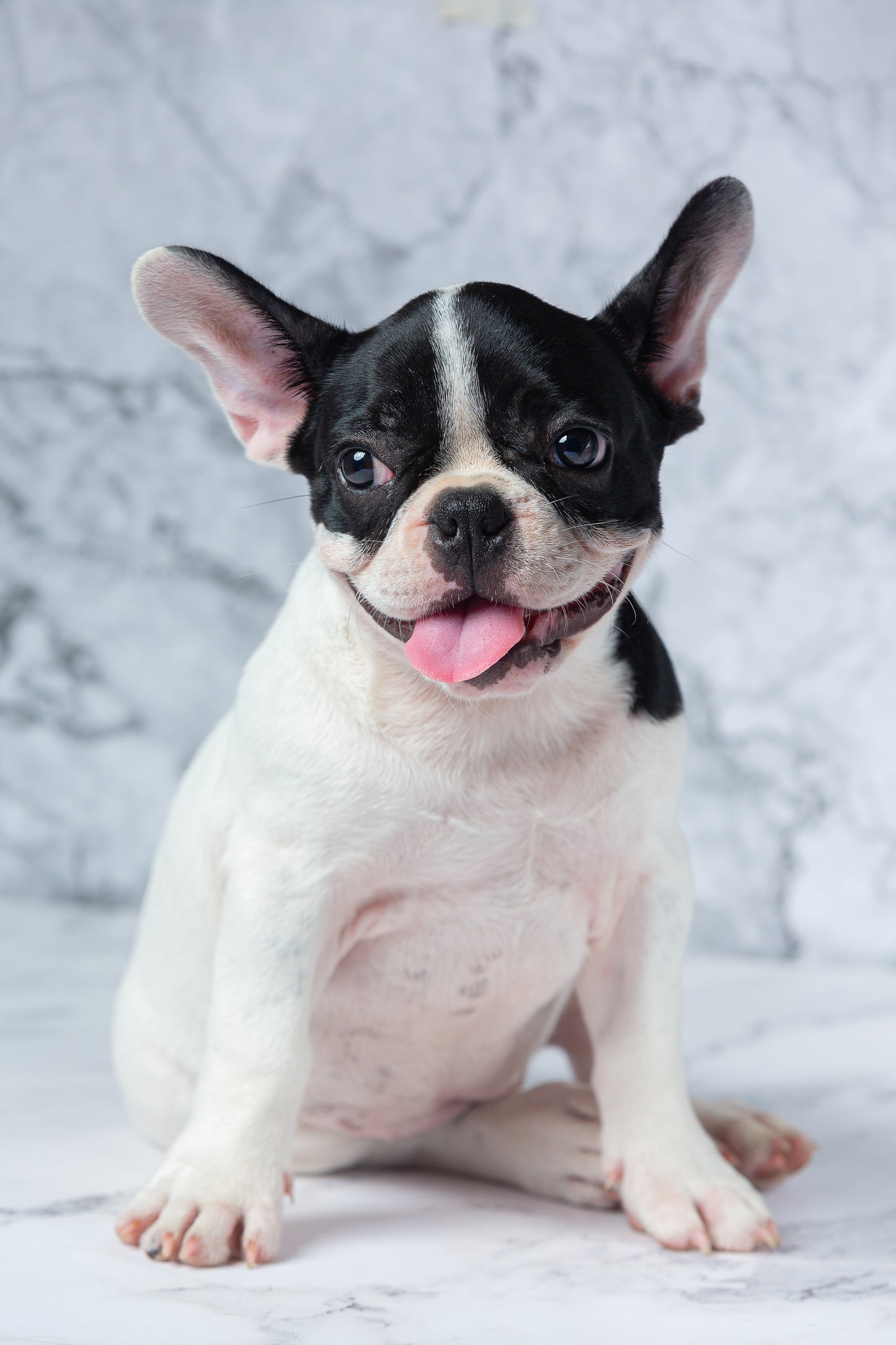 Bulldog Frances "Frenchie"