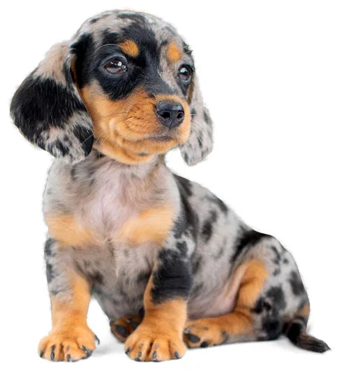 Teckel Dachshund de Alta Calidad Disponibles en Colombia