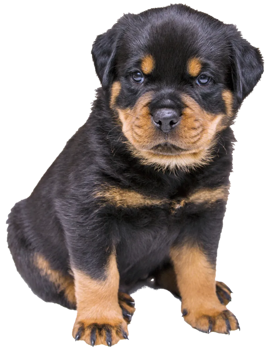 Rottweiler