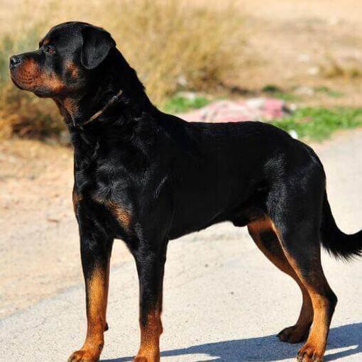 Rottweiler