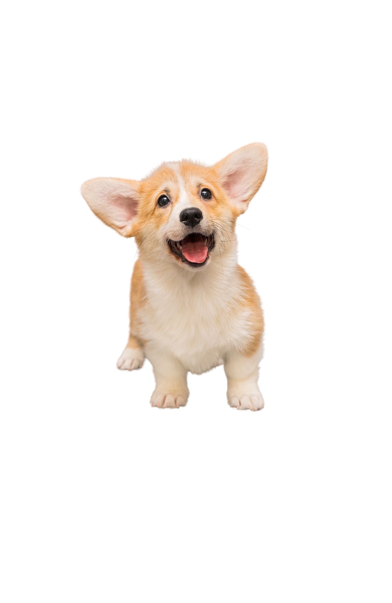 Corgi