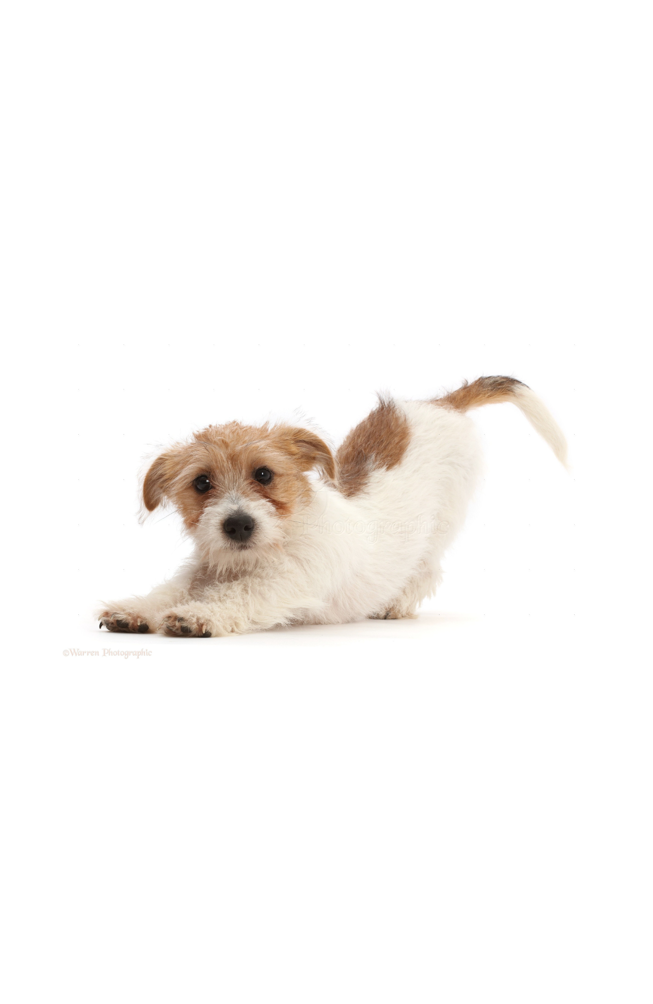 Jack Russell Terrier
