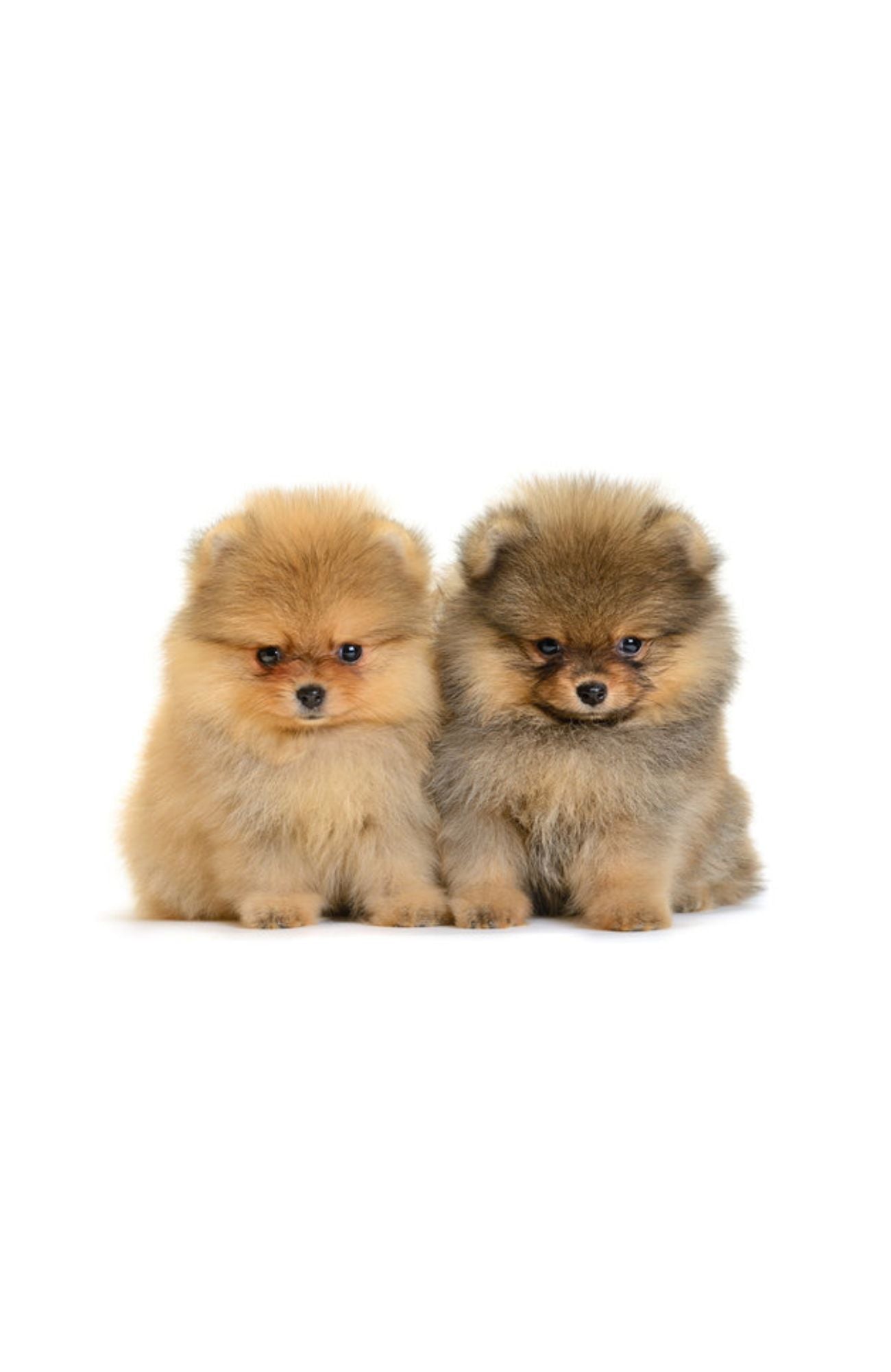 Pomerania Cara de Oso