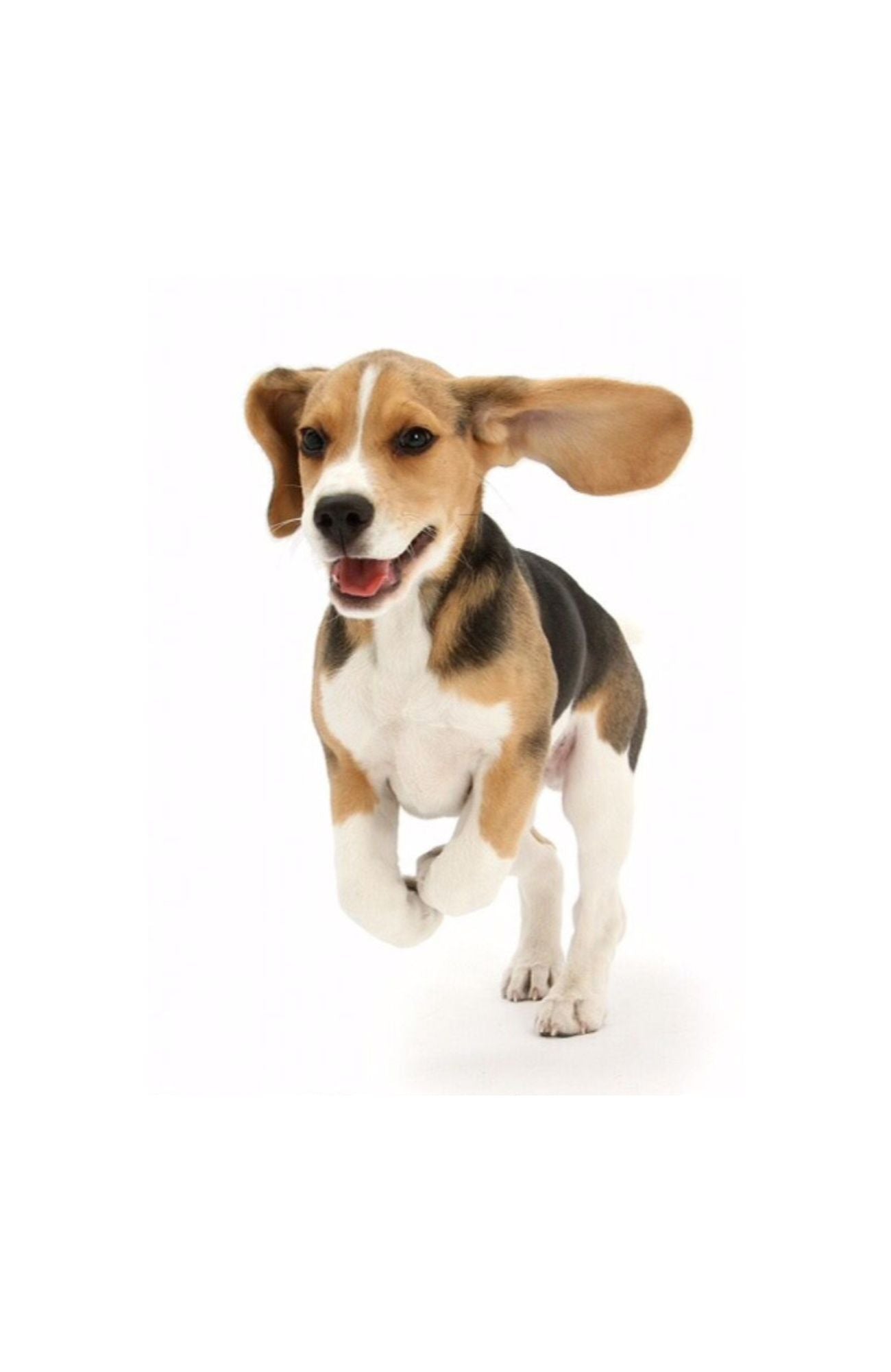 Beagle