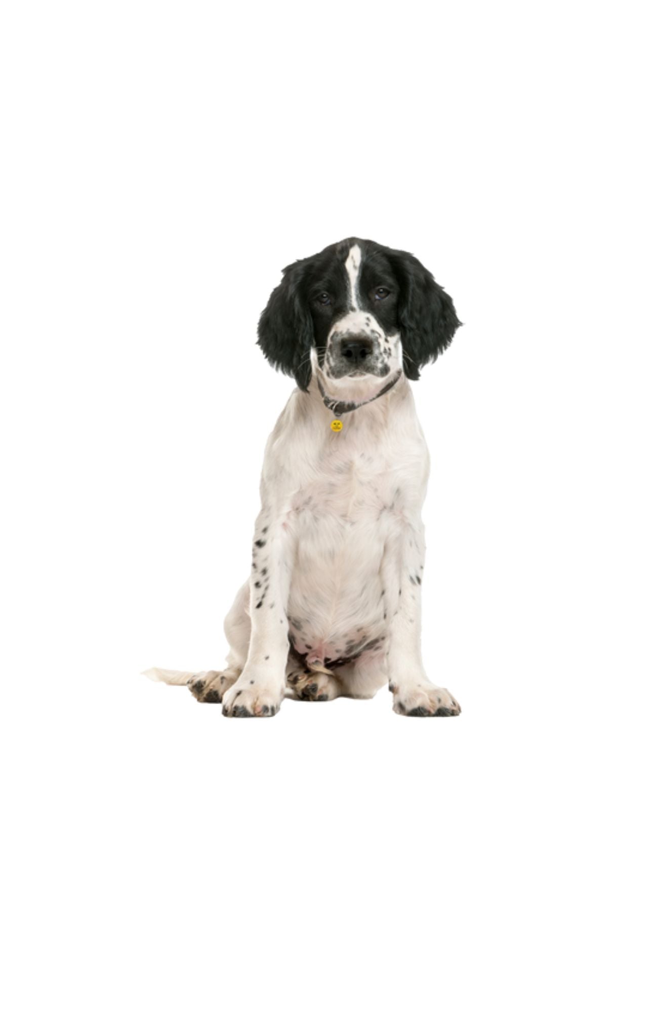 Springer Spaniel