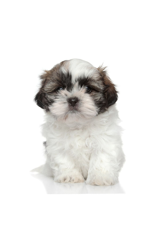 Shihtzu