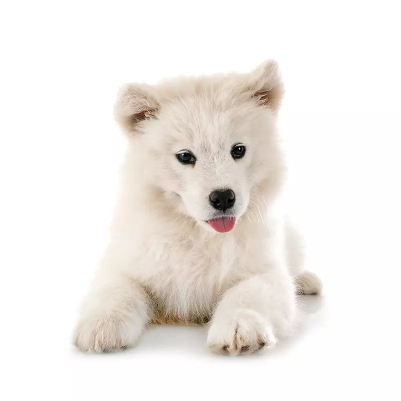 Samoyedo
